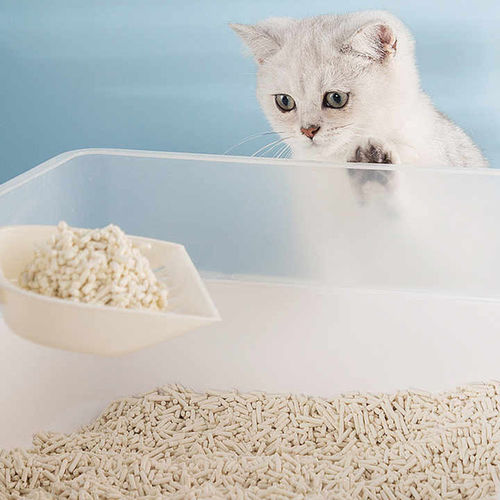 Latest company Solutions about How to choose cat litter and use it correctly?