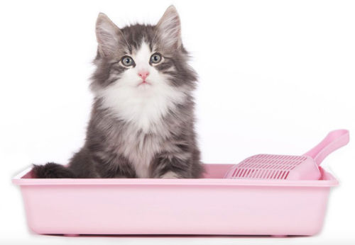 Latest company news about What style of cat litter is best?