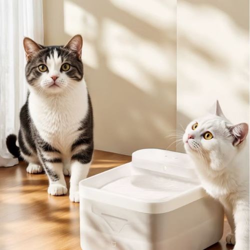 Latest company news about Scientific cat-raising tips: keep your cat healthy and happy