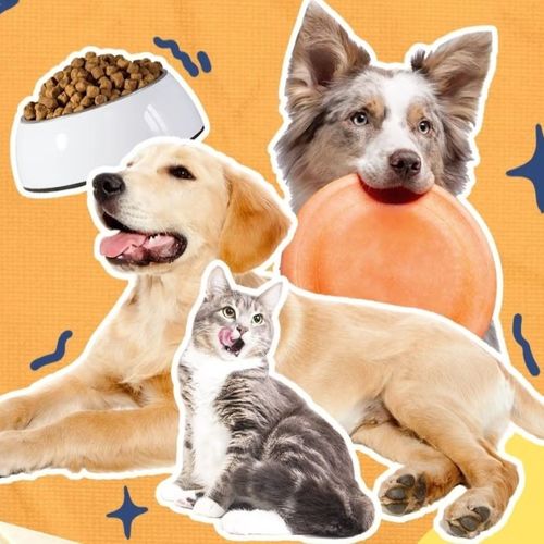 Latest company blogs about Scientific pet raising starts with understanding: Do you know these little tips on pet raising?